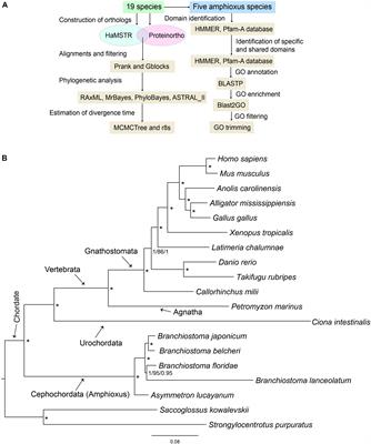 Frontiers | A Phylogenomic Framework and Divergence History of 